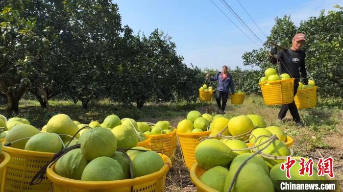 湖南江永標準化種植香柚 成富民強鎮支柱產業