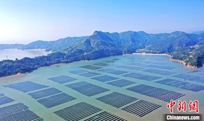 低空2024| 低空經濟：福建福鼎：萬畝紫菜迎豐收 生產加工趕訂單